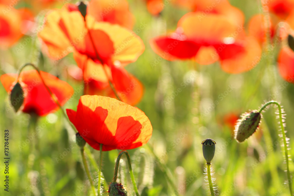 Naklejka premium Meadow with beautiful bright red poppy flowers in spring