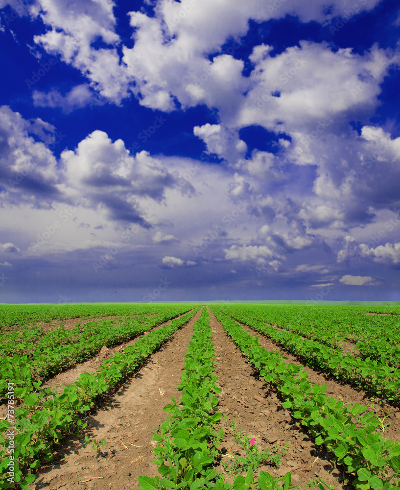 Cultivated land in a rural landscape