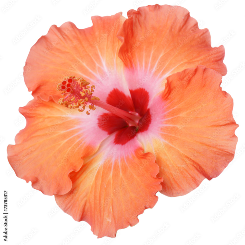Hibiscus Hibiscus