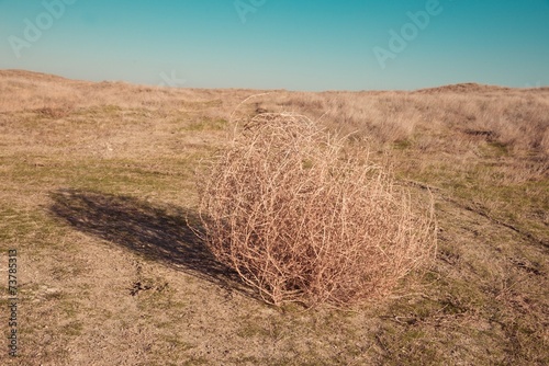 Bild auf Leinwand Tumbleweed