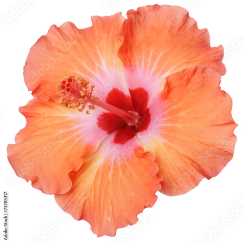 Hibiscus