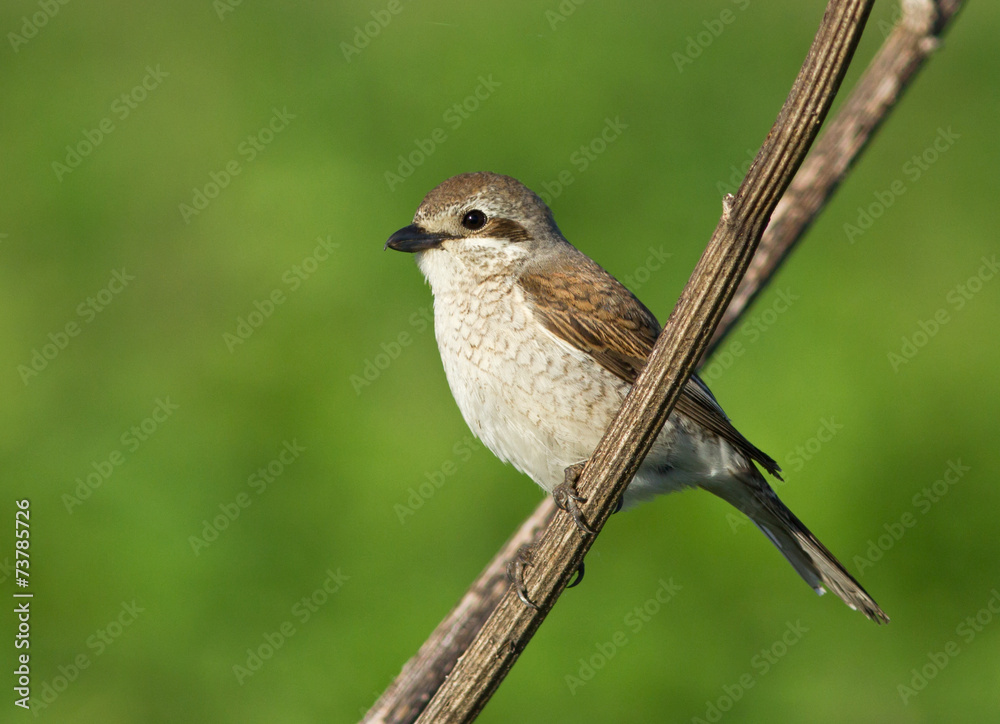 Fototapeta premium Red-backed Shrike female