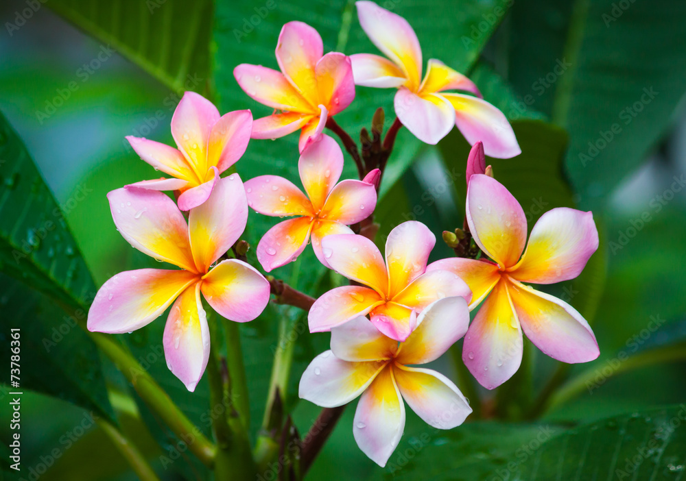 Plumeria