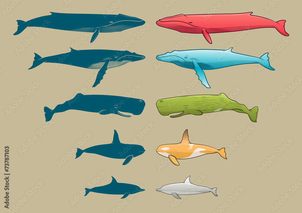 Obraz premium Whale and Dolphin set