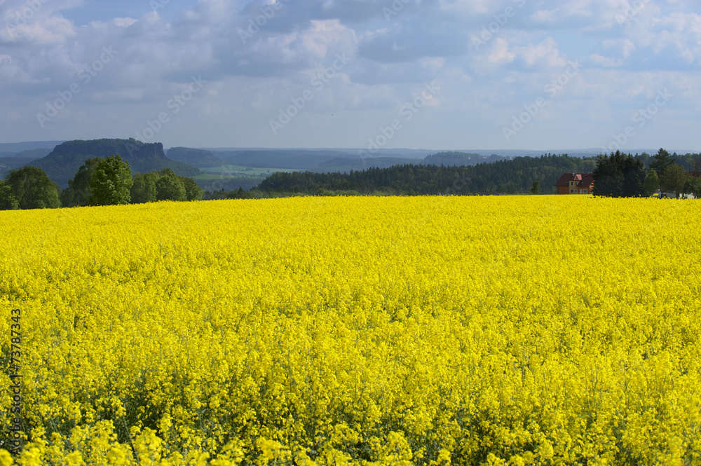 Rape field in early spring in Saxony, Germany.