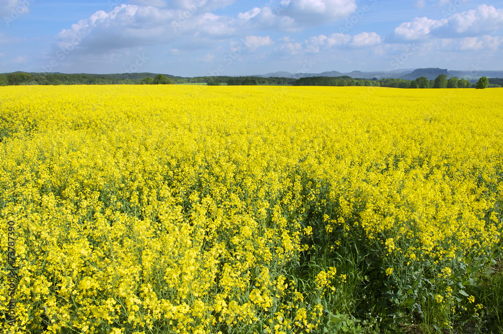 Rape field in early spring in Saxony, Germany. Rape field in early spring in Saxony, Germany.