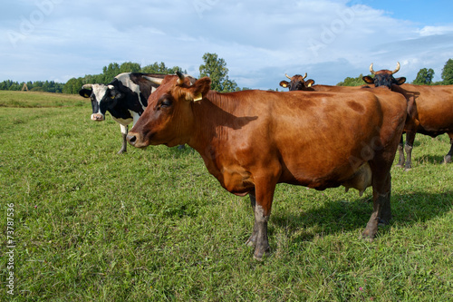 Cows on pasture © Andris Tkachenko