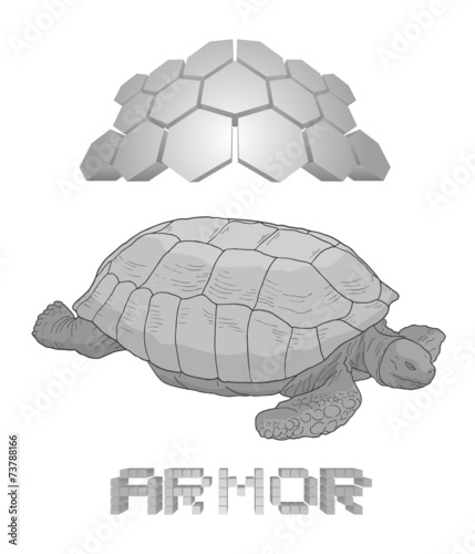 Armor turtle draw