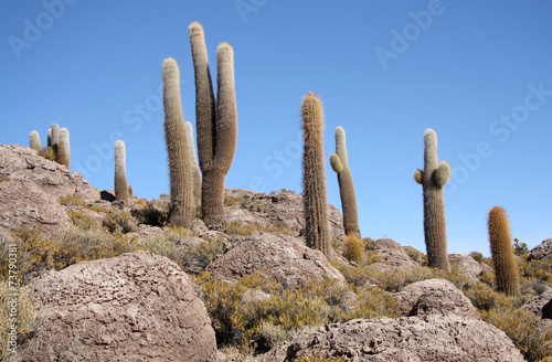 Huge Cactuses in stones in Salar de Uyuni, Bolivia