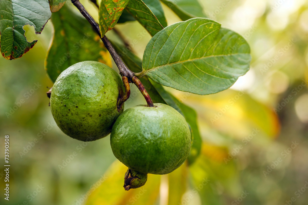 Guava fruit