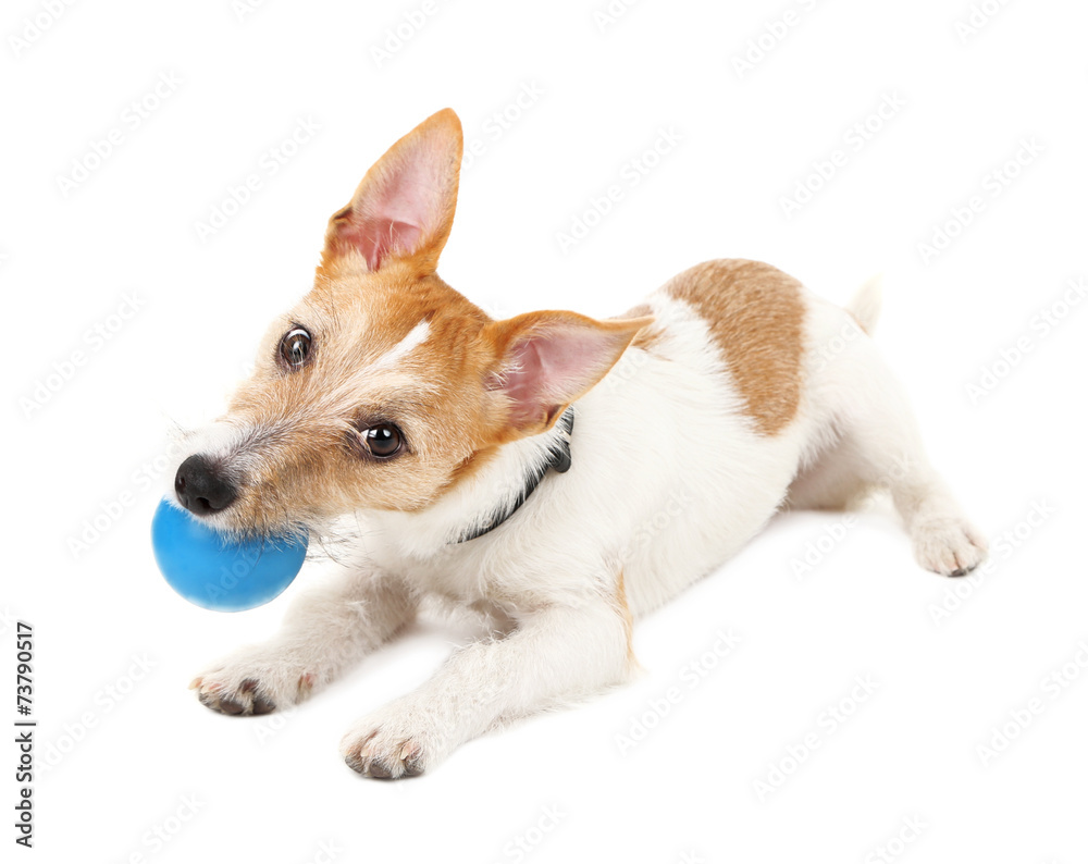 Obraz premium Funny little dog Jack Russell terrier playing with ball,