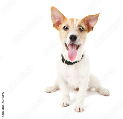 Fototapeta Funny little dog Jack Russell terrier, isolated on white
