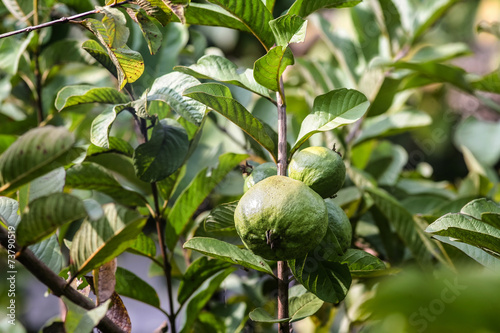 Guavas tree