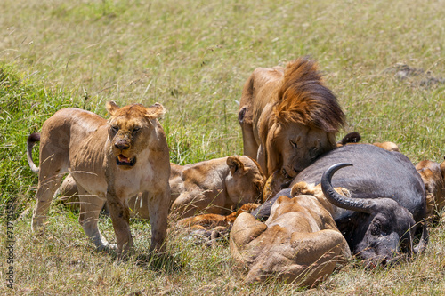 Fototapeta Naklejka Na Ścianę i Meble -  Lions Feeding