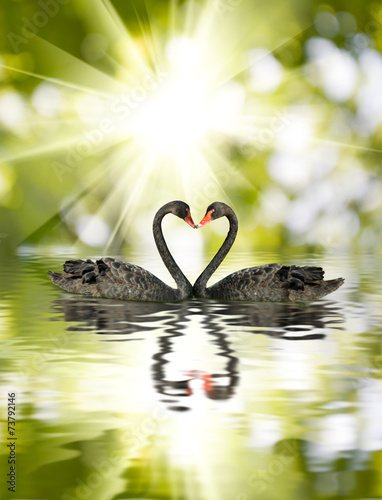 Fototapeta Naklejka Na Ścianę i Meble -  beautiful black swans  
