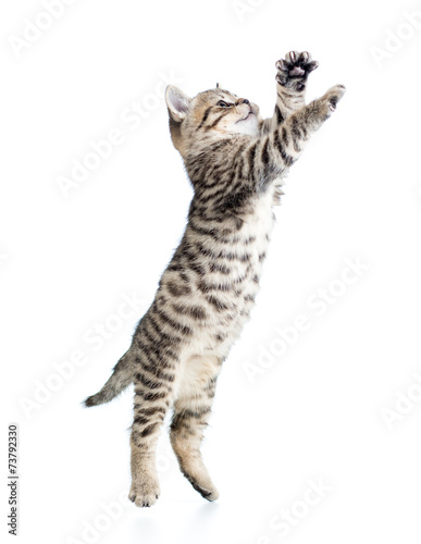 jumping scottish kitten
