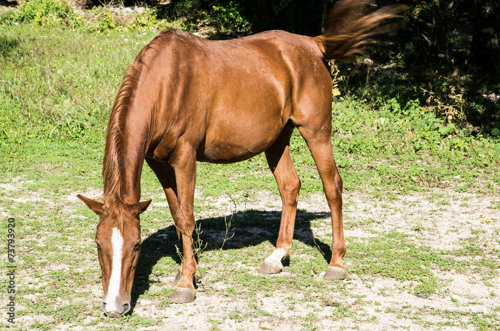 Obraz premium cavallo che bruca