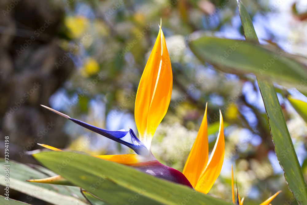 Obraz premium Strelitzia reginae