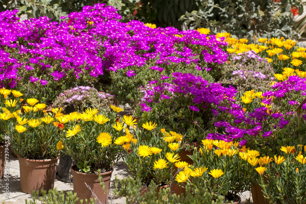 Obraz premium Flower