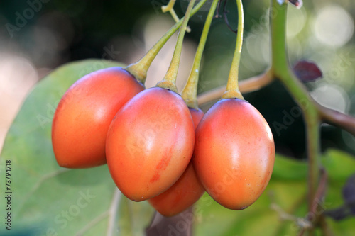 Tamarillo (Cyphomandra betacea) photo