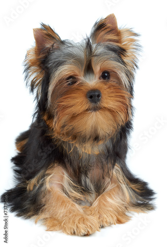 Portrait of one puppy