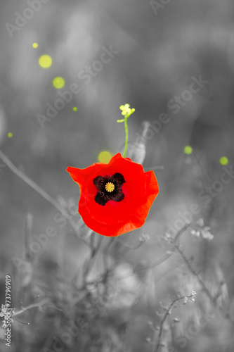 Fototapeta Naklejka Na Ścianę i Meble -  Red poppy flower outdoors