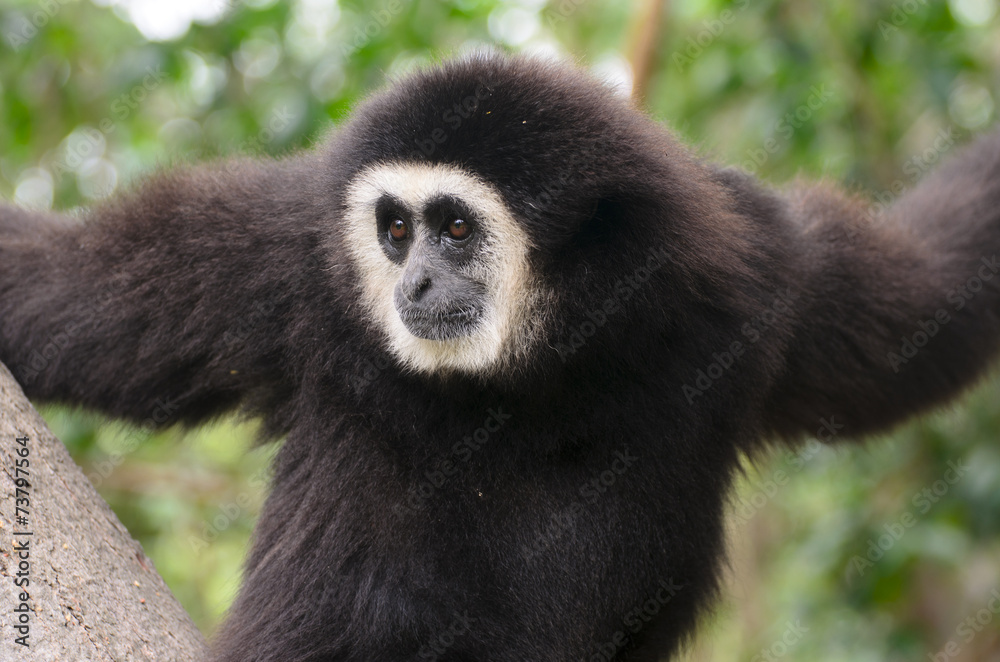 Fototapeta premium Silver Gibbon Closeup