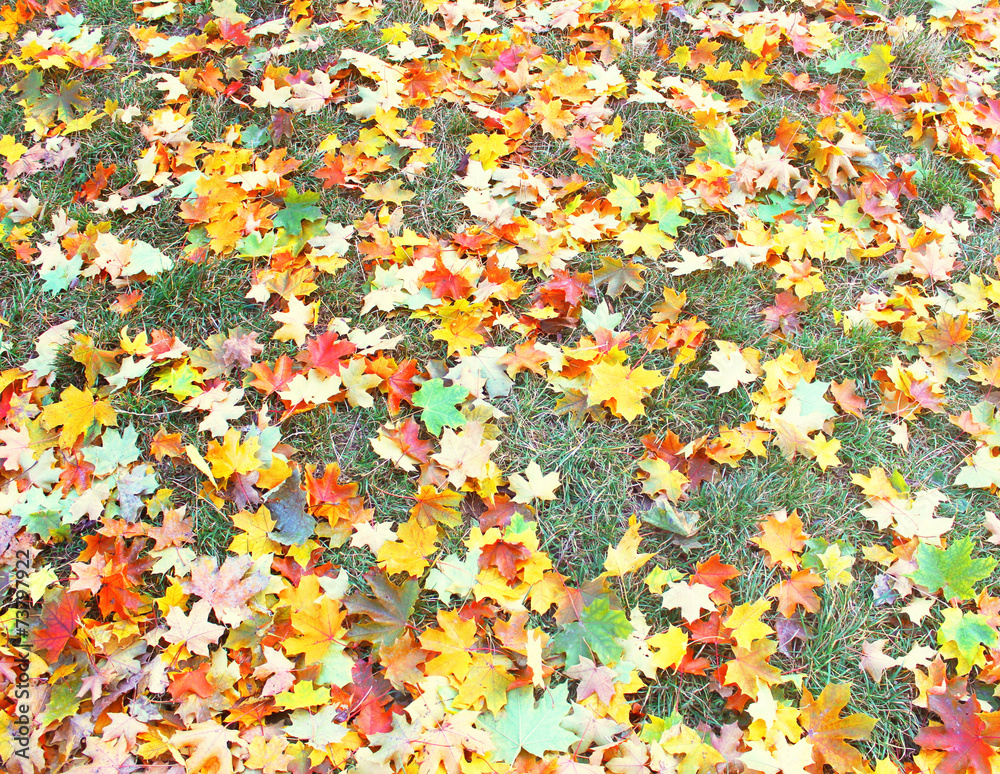 Autumnal lawn