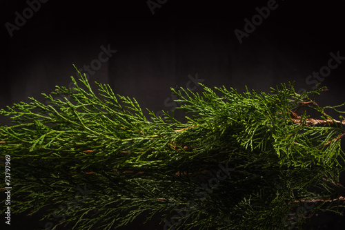 juniper twig on a black background