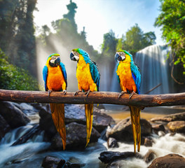 Tableau sur plexiglas Animaux Ara ararauna bleu et jaune sur branche  © Dmitry Rukhlenko