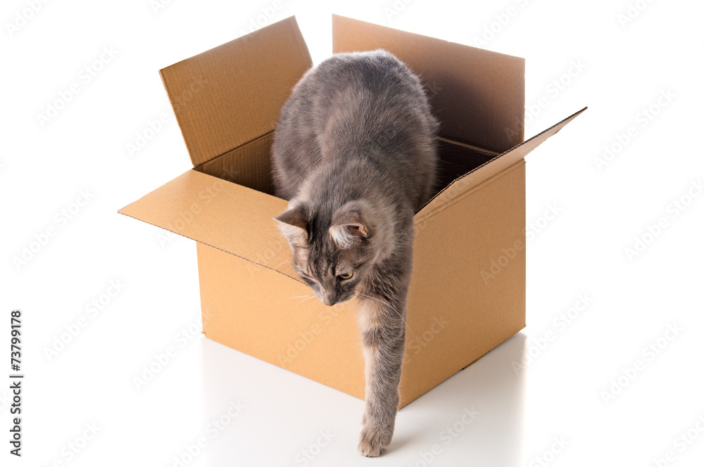 Grey cat gets out of the cardboard box