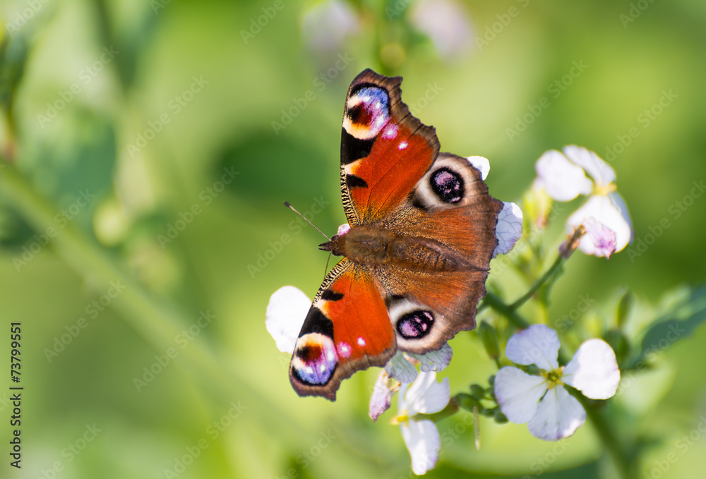 Fototapeta premium European Peacock Butterfly