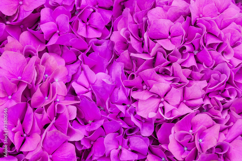 Fototapeta Naklejka Na Ścianę i Meble -  Beautiful hydrangea flower close up