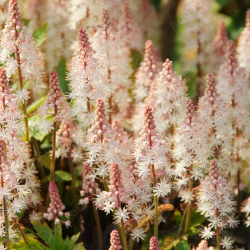 Obraz na plátně Tiarella Pink Skyrocket 02