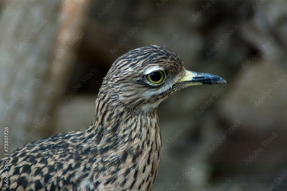 oiseau oiseau