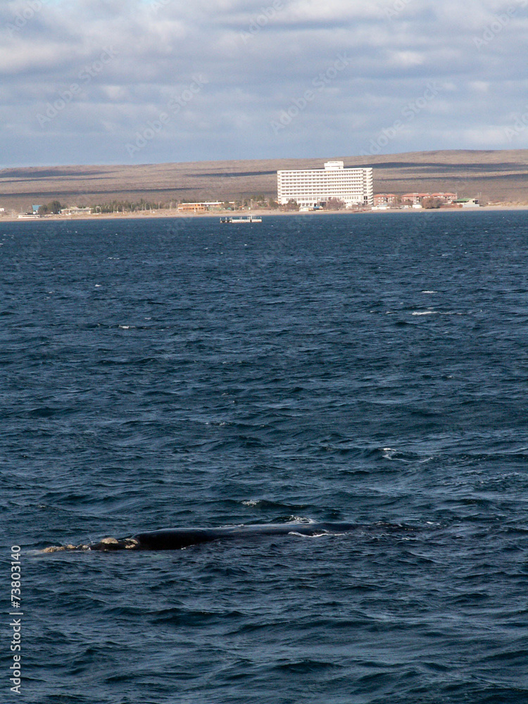 Fototapeta premium Right Whale Puerto Madryn