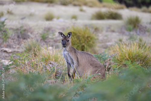 Kangourou au petit matin - Kangaroo Island
