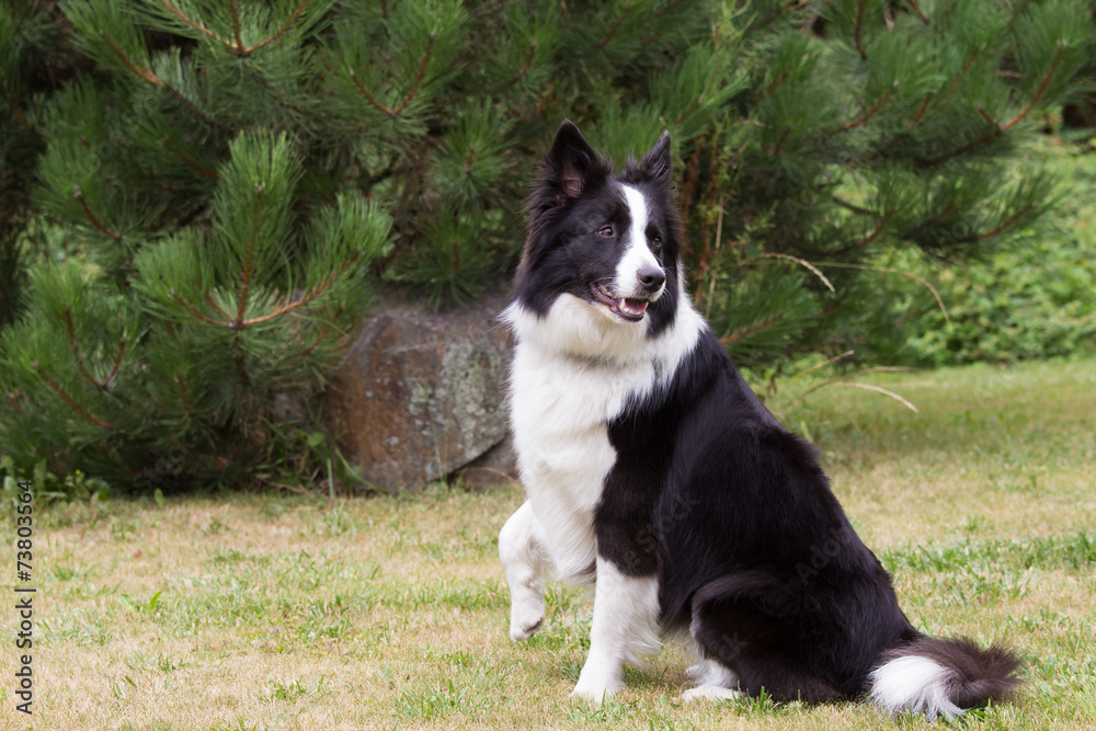 Border collie with a raised right paw