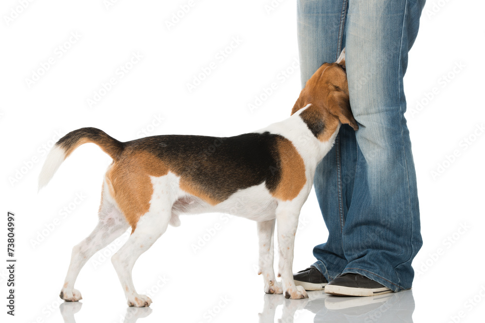 Beagle steckt Kopf zwischen Beine