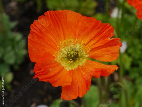 An orange cultivar of a poppy flower
