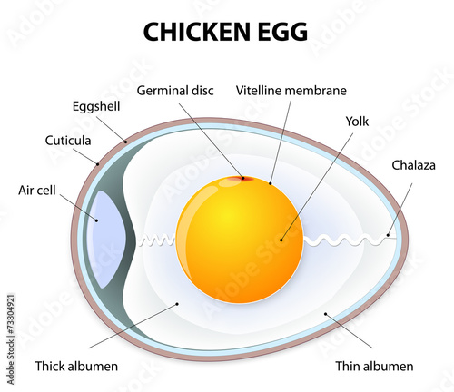 chicken egg anatomy