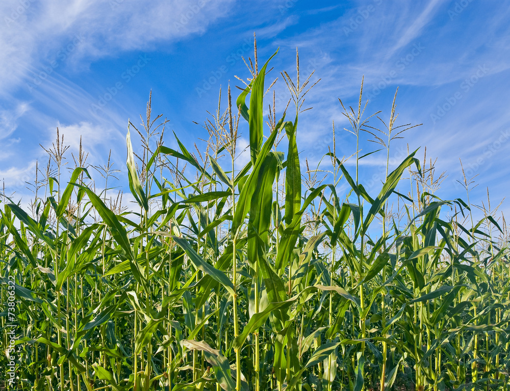 Corn plantation Corn plantation
