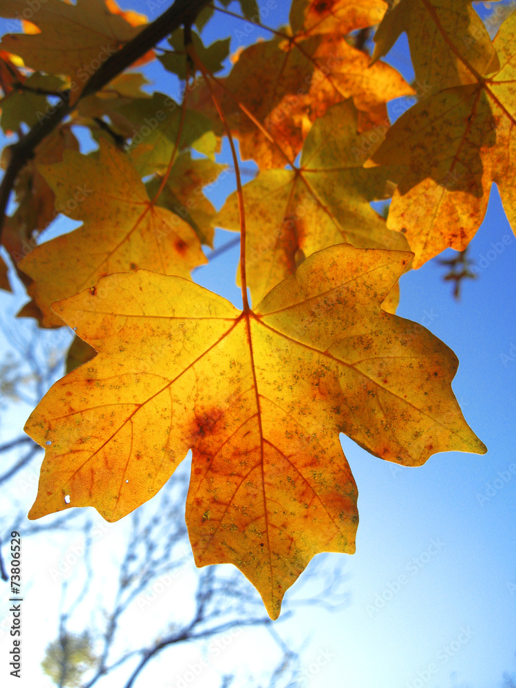 Fototapeta premium Yellow autumn leaves on the branches against blue sky