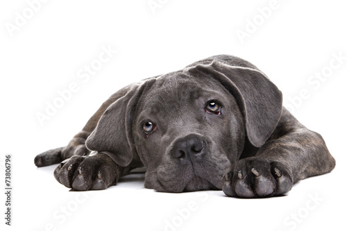 grey cane corso puppy dog #73806796