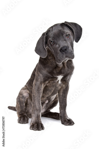 grey cane corso puppy dog