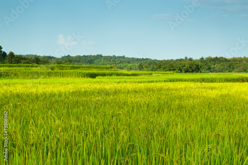Landscape  green rice fields