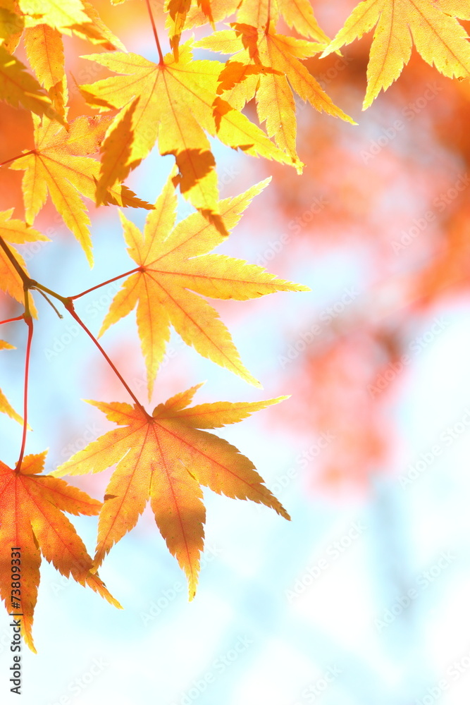 カエデの紅葉 カエデの紅葉