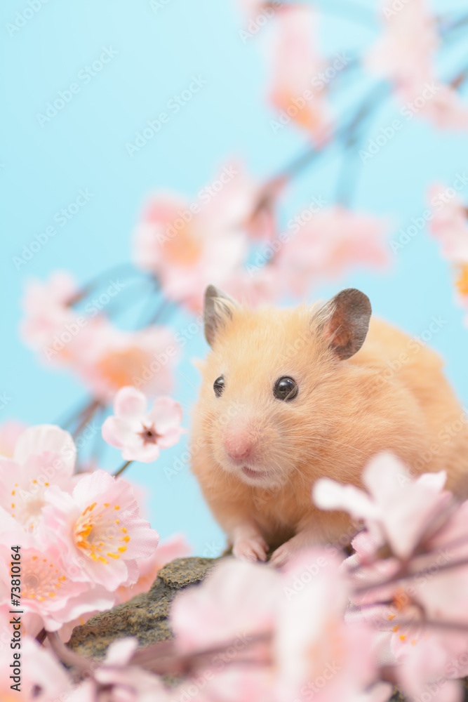 桜の花とキンクマハムスター 桜の花とキンクマハムスター