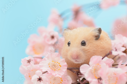 桜の花とキンクマハムスター © stockfoto