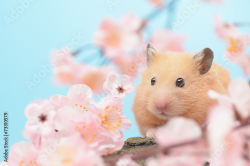桜の花とキンクマハムスター © stockfoto